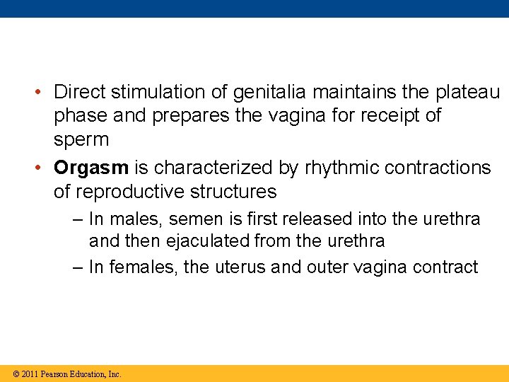  • Direct stimulation of genitalia maintains the plateau phase and prepares the vagina