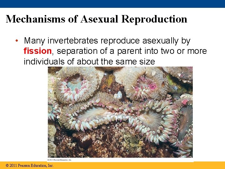 Mechanisms of Asexual Reproduction • Many invertebrates reproduce asexually by fission, separation of a