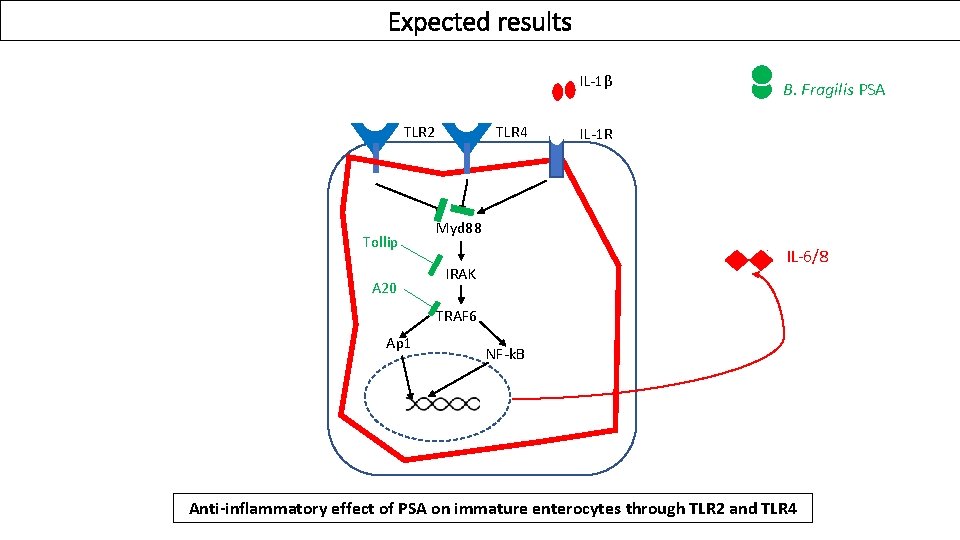 Expected results IL-1β TLR 2 Tollip A 20 TLR 4 B. Fragilis PSA IL-1