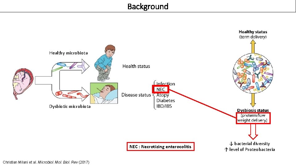 Background Healthy microbiota Dysbiotic microbiota NEC : Necrotizing enterocolitis Christian Milani et al. Microbiol.