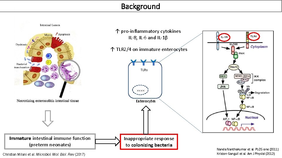 Background ↑ pro-inflammatory cytokines IL-8, IL-6 and IL-1β ↑ TLR 2/4 on immature enterocytes