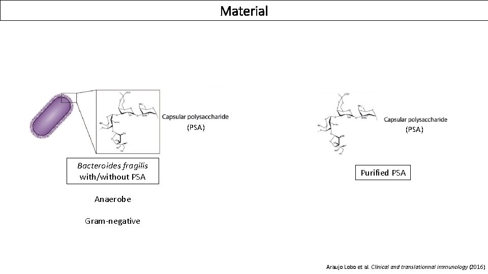 Material (PSA) Bacteroides fragilis with/without PSA (PSA) Purified PSA Anaerobe Gram-negative Araujo Lobo et