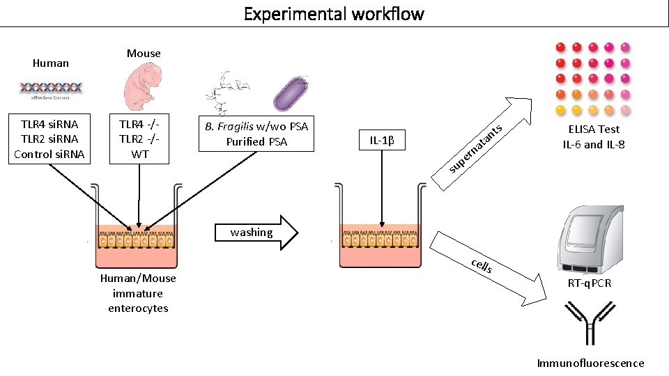 Experimental workflow Human TLR 4 si. RNA TLR 2 si. RNA Control si. RNA