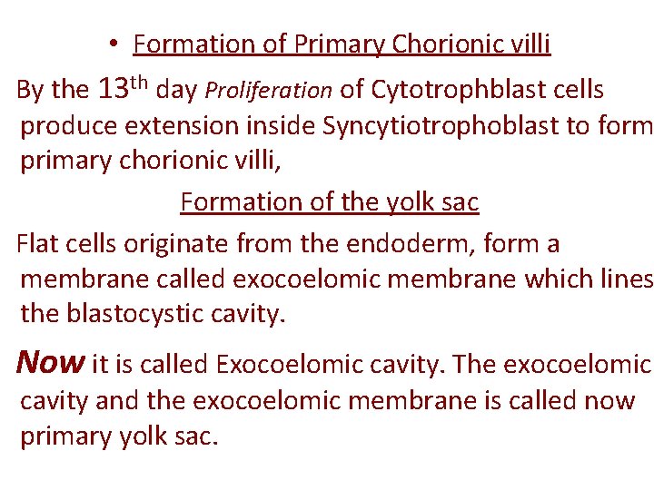  • Formation of Primary Chorionic villi By the 13 th day Proliferation of