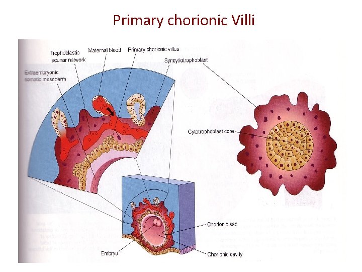 Primary chorionic Villi 