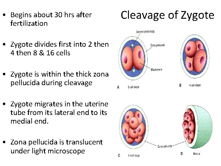  • Begins about 30 hrs after fertilization • Zygote divides first into 2