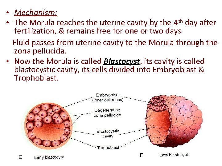  • Mechanism: • The Morula reaches the uterine cavity by the 4 th