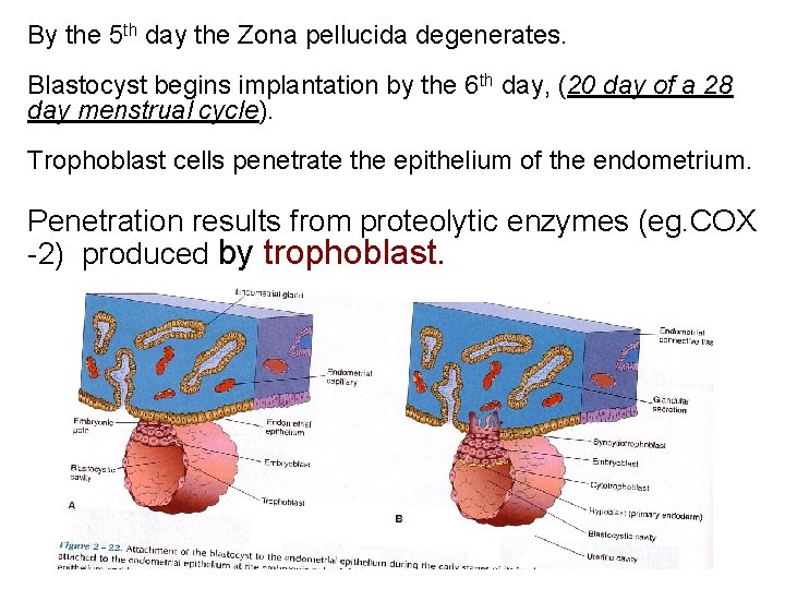 By the 5 th day the Zona pellucida degenerates. Blastocyst begins implantation by the