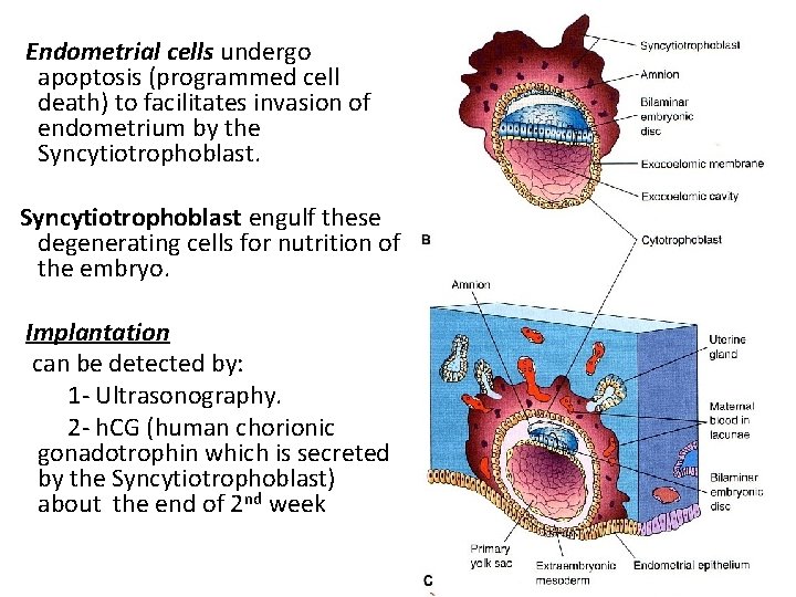 Endometrial cells undergo apoptosis (programmed cell death) to facilitates invasion of endometrium by the