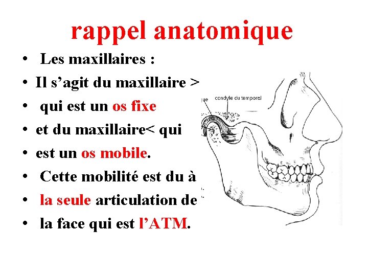 rappel anatomique • • Les maxillaires : Il s’agit du maxillaire > qui est