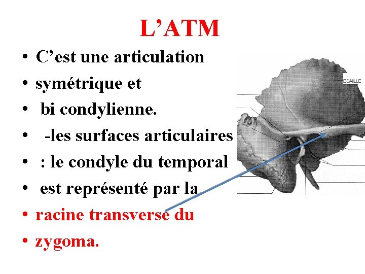 L’ATM • • C’est une articulation symétrique et bi condylienne. -les surfaces articulaires :