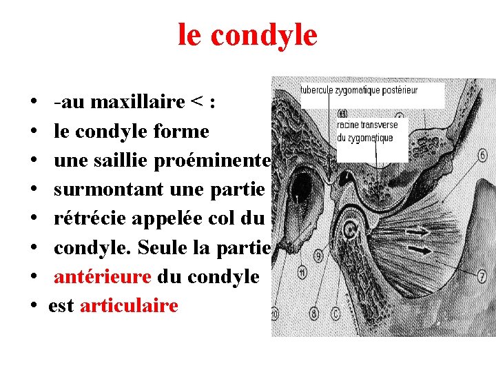 le condyle • • -au maxillaire < : le condyle forme une saillie proéminente