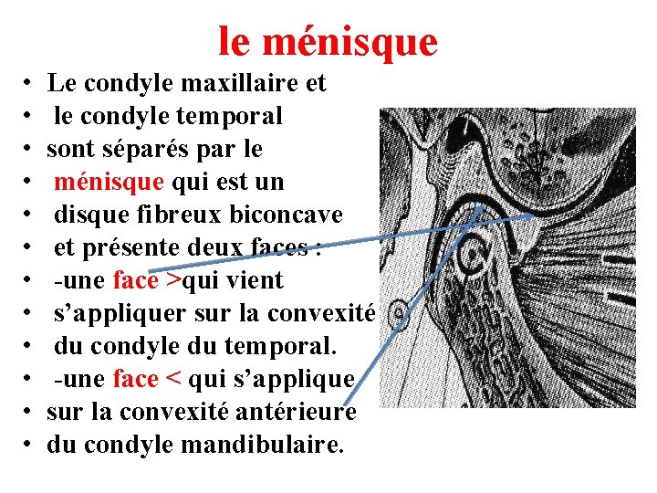 le ménisque • • • Le condyle maxillaire et le condyle temporal sont séparés