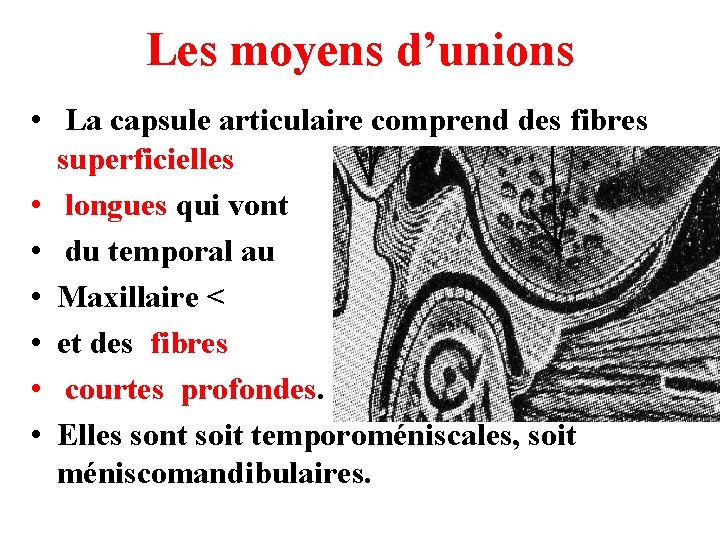 Les moyens d’unions • La capsule articulaire comprend des fibres superficielles • longues qui