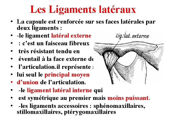 Les Ligaments latéraux • La capsule est renforcée sur ses faces latérales par deux