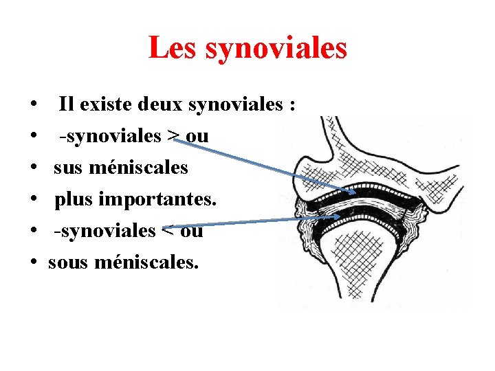 Les synoviales • • • Il existe deux synoviales : -synoviales > ou sus