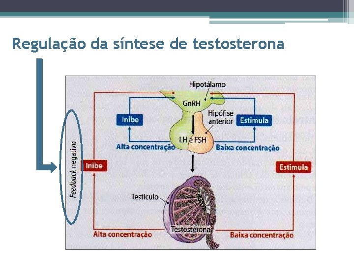 Regulação da síntese de testosterona 