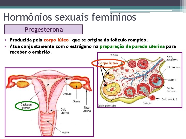 Hormônios sexuais femininos Progesterona • Produzida pelo corpo lúteo, que se origina do folículo
