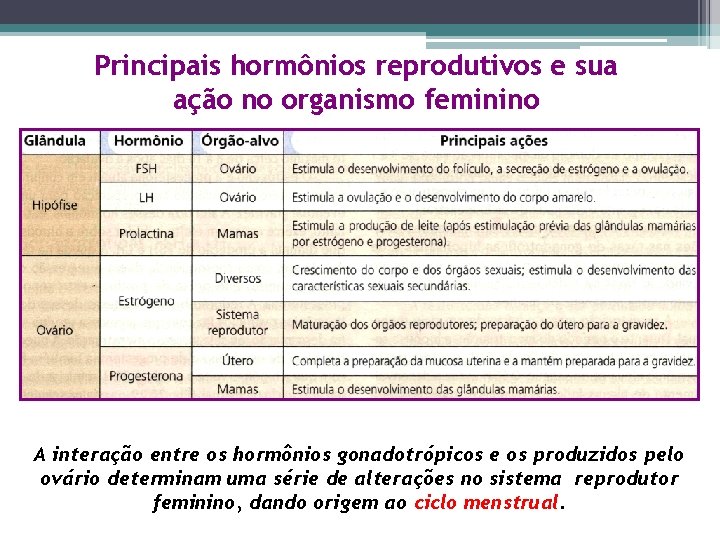 Principais hormônios reprodutivos e sua ação no organismo feminino A interação entre os hormônios