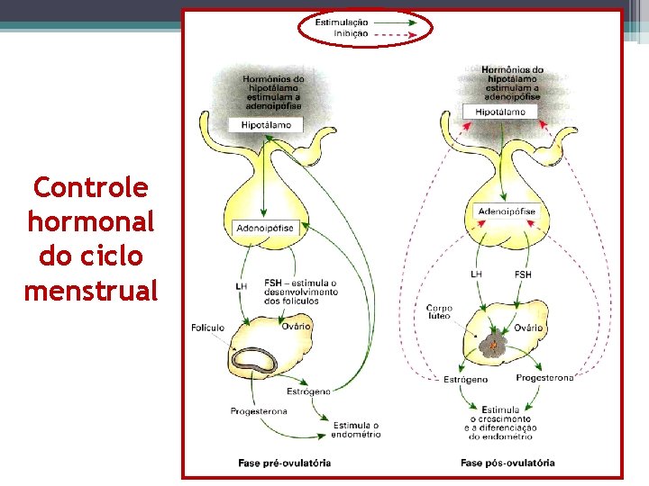 Controle hormonal do ciclo menstrual 