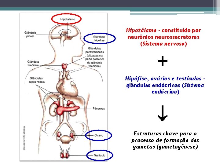 Hipotálamo – constituído por neurônios neurossecretores (Sistema nervoso) Hipófise, ovários e testículos – glândulas