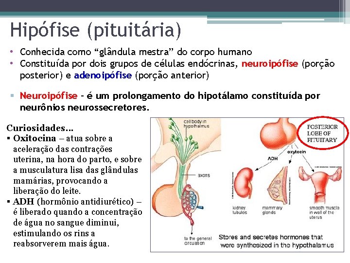 Hipófise (pituitária) • Conhecida como “glândula mestra” do corpo humano • Constituída por dois