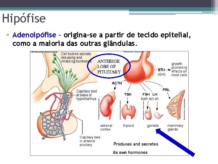 Hipófise § Adenoipófise – origina-se a partir de tecido epitelial, como a maioria das