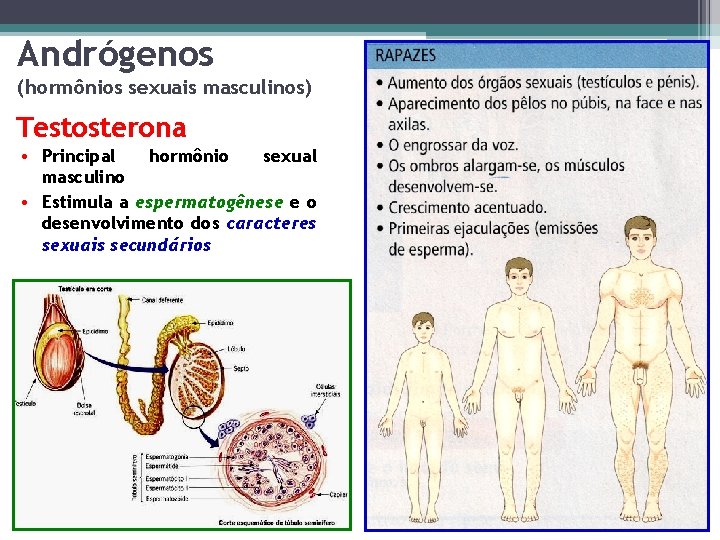 Andrógenos (hormônios sexuais masculinos) Testosterona • Principal hormônio sexual masculino • Estimula a espermatogênese