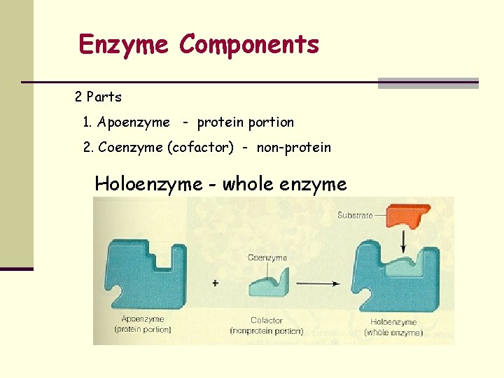 Enzyme Components 2 Parts 1. Apoenzyme - protein portion 2. Coenzyme (cofactor) - non-protein