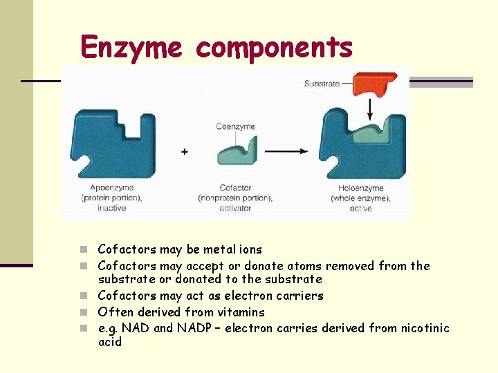 Enzyme components n Cofactors may be metal ions n Cofactors may accept or donate