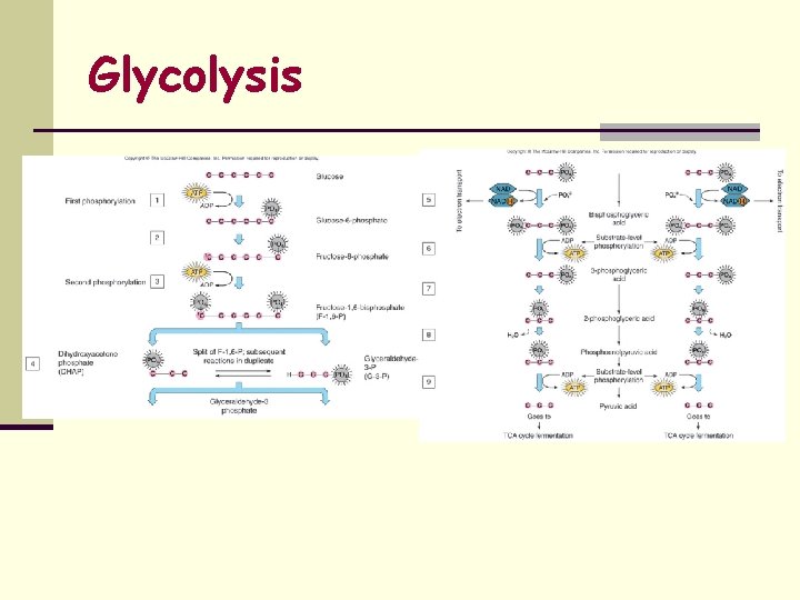 Glycolysis 