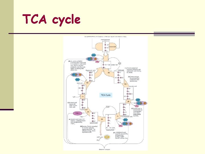 TCA cycle 