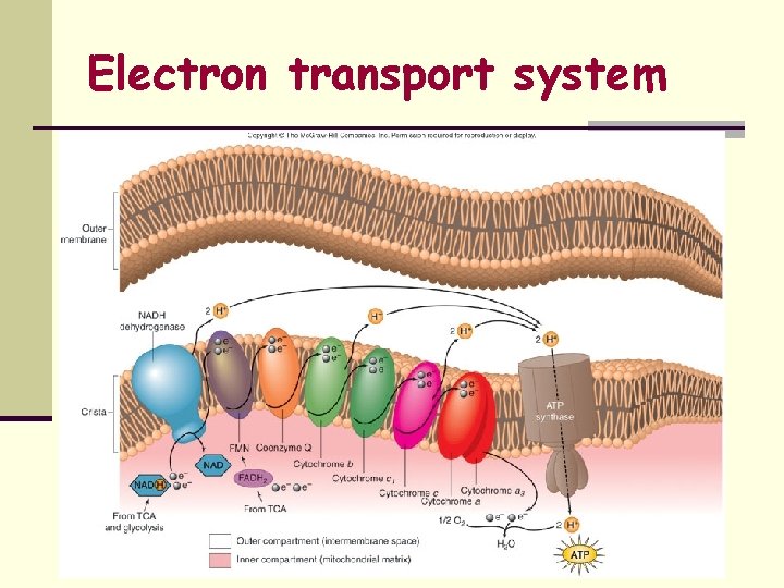 Electron transport system 