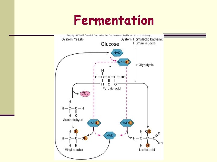 Fermentation 