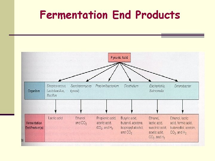  Fermentation End Products 