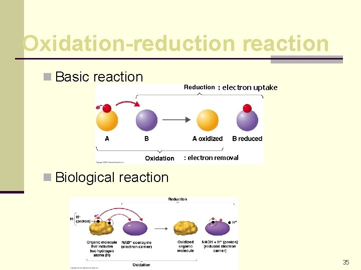 Oxidation-reduction reaction n Basic reaction : electron uptake : electron removal n Biological reaction