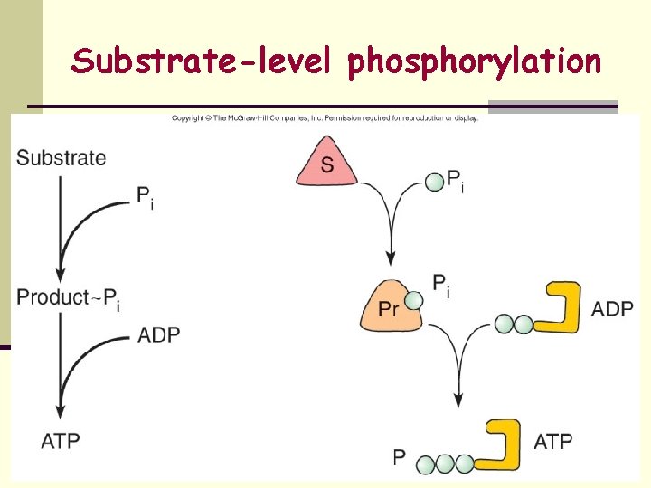 Substrate-level phosphorylation 