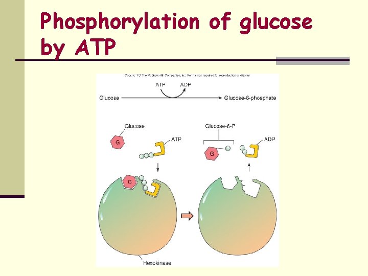 Phosphorylation of glucose by ATP 