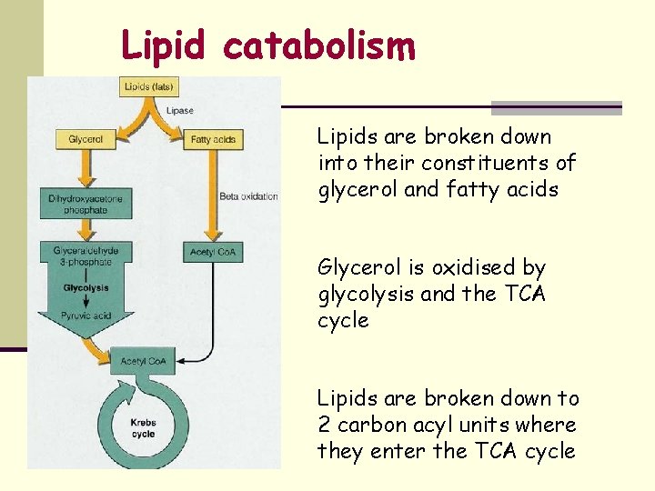 Lipid catabolism Lipids are broken down into their constituents of glycerol and fatty acids