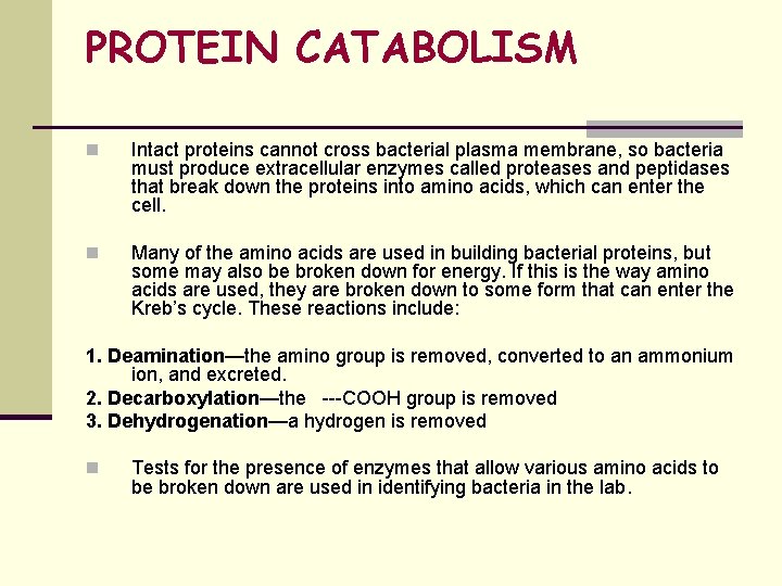 PROTEIN CATABOLISM n Intact proteins cannot cross bacterial plasma membrane, so bacteria must produce