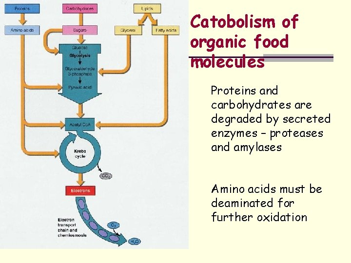 Catobolism of organic food molecules Proteins and carbohydrates are degraded by secreted enzymes –