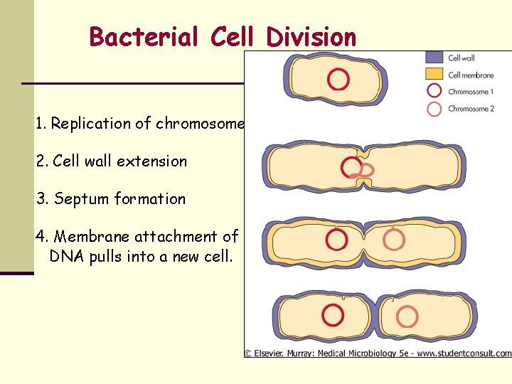 Bacterial Cell Division 1. Replication of chromosome 2. Cell wall extension 3. Septum formation