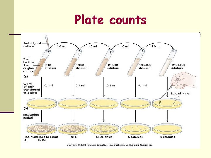 Plate counts 