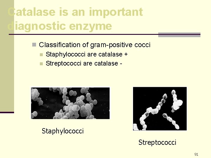 Catalase is an important diagnostic enzyme n Classification of gram-positive cocci n Staphylococci are