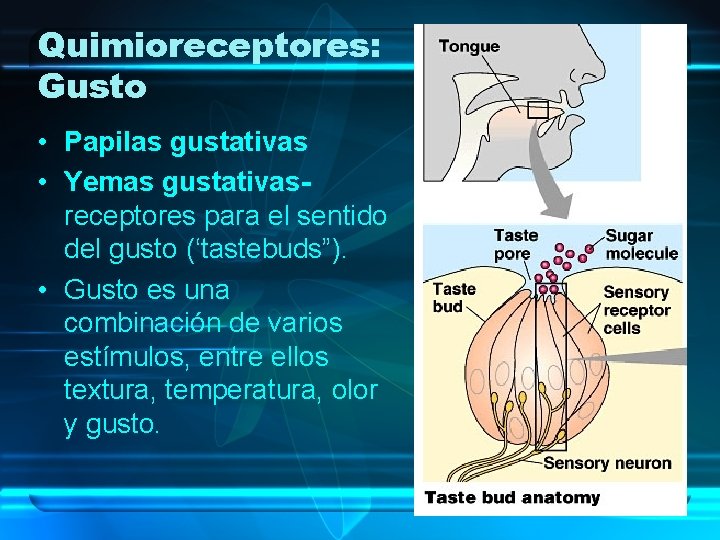 Quimioreceptores: Gusto • Papilas gustativas • Yemas gustativasreceptores para el sentido del gusto (‘tastebuds”).