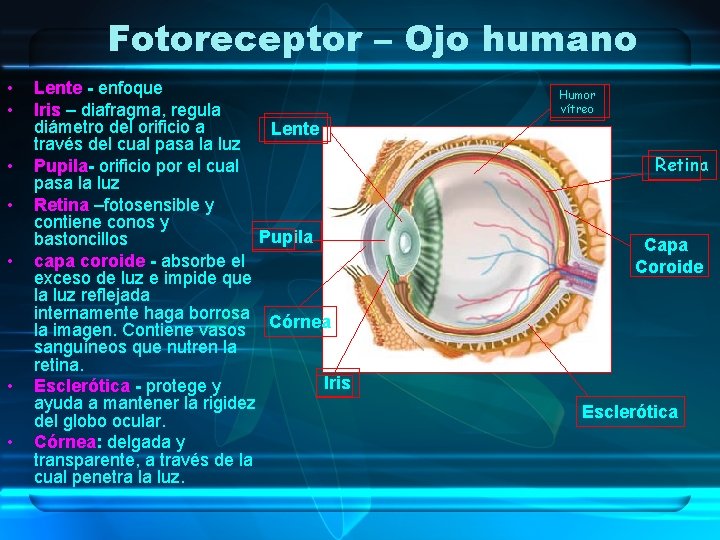 Fotoreceptor – Ojo humano • • Lente - enfoque Iris – diafragma, regula diámetro