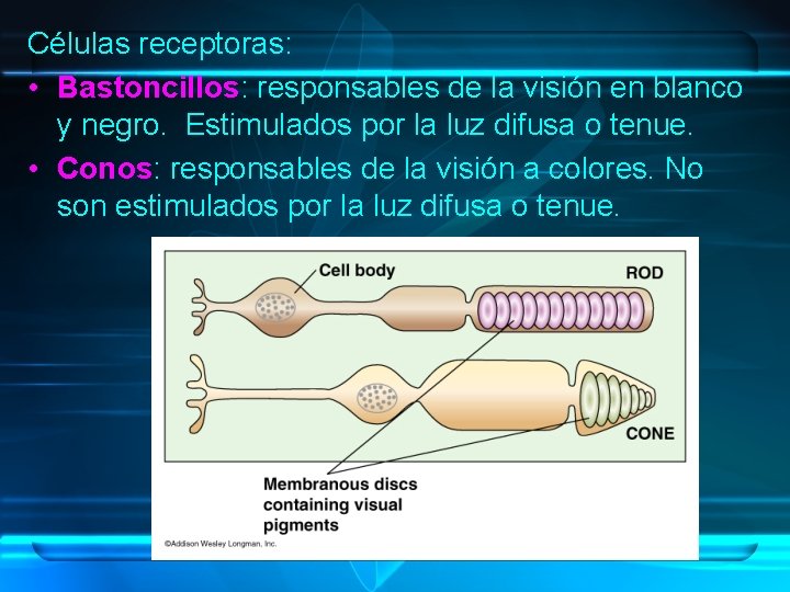 Células receptoras: • Bastoncillos: responsables de la visión en blanco y negro. Estimulados por