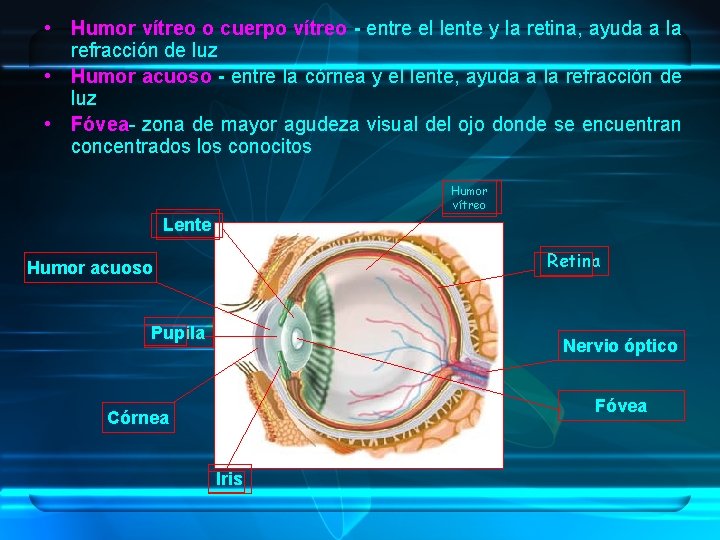  • Humor vítreo o cuerpo vítreo - entre el lente y la retina,