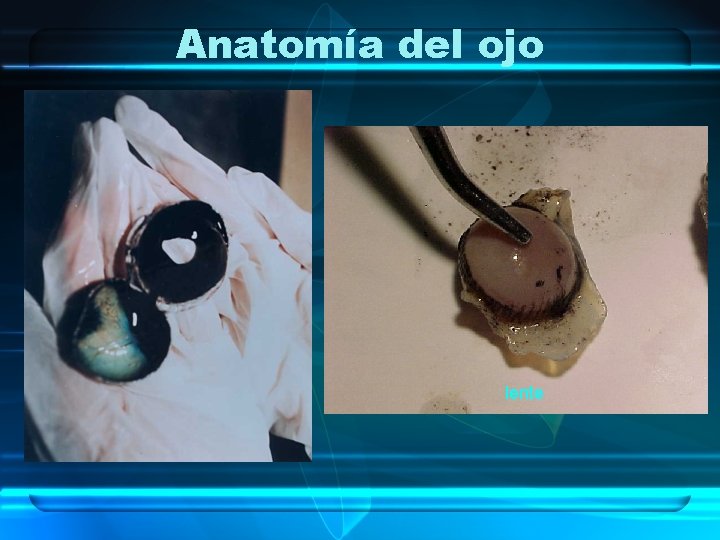 Anatomía del ojo lente 