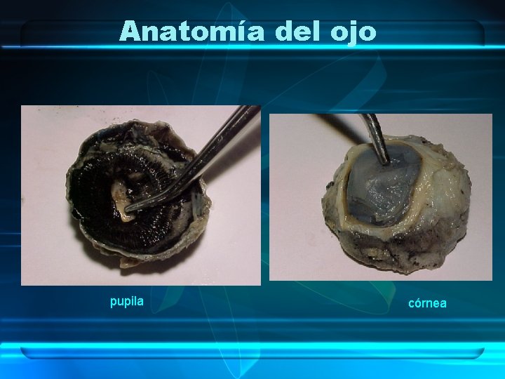 Anatomía del ojo pupila córnea 